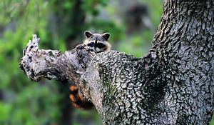 Preview wallpaper raccoon, face, tree climbing