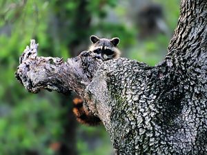 Preview wallpaper raccoon, face, tree climbing