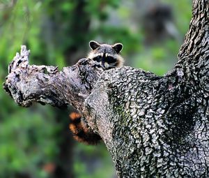 Preview wallpaper raccoon, face, tree climbing