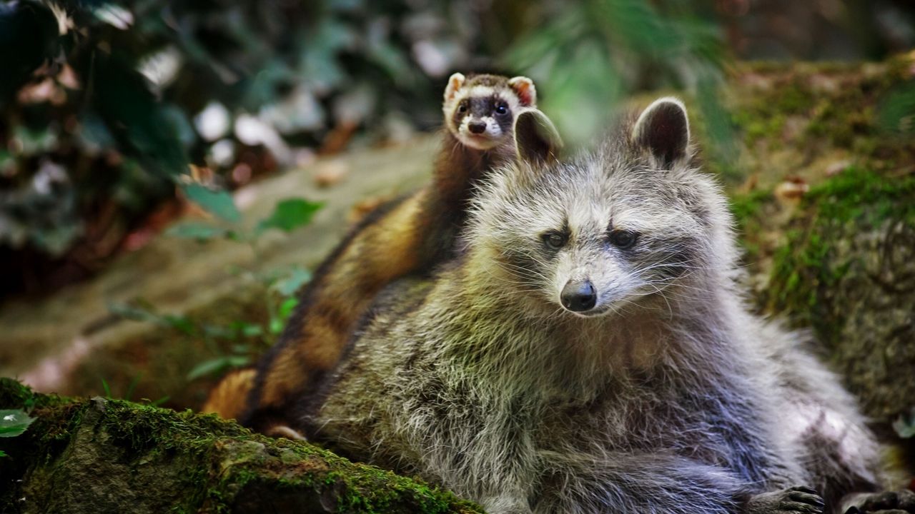 Wallpaper raccoon, ferret, friends, animals