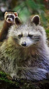 Preview wallpaper raccoon, ferret, friends, animals