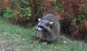 Preview wallpaper raccoon, forest, grass, walk