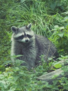 Preview wallpaper raccoon, forest, grass