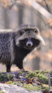 Preview wallpaper raccoon, fur, wood, honey, autumn