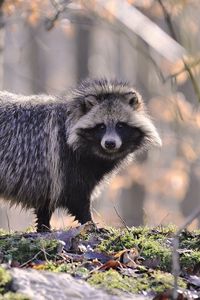 Preview wallpaper raccoon, fur, wood, honey, autumn