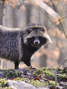 Preview wallpaper raccoon, fur, wood, honey, autumn