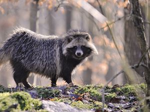 Preview wallpaper raccoon, fur, wood, honey, autumn