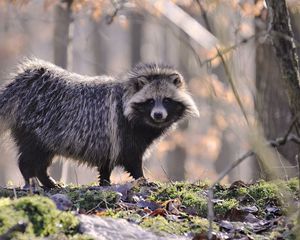 Preview wallpaper raccoon, fur, wood, honey, autumn