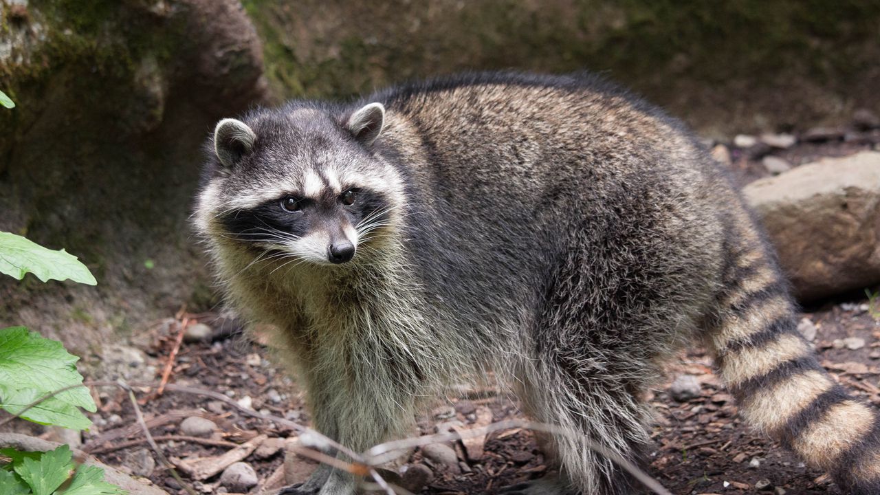 Wallpaper raccoon, glance, animal, furry