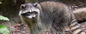 Preview wallpaper raccoon, glance, animal, furry