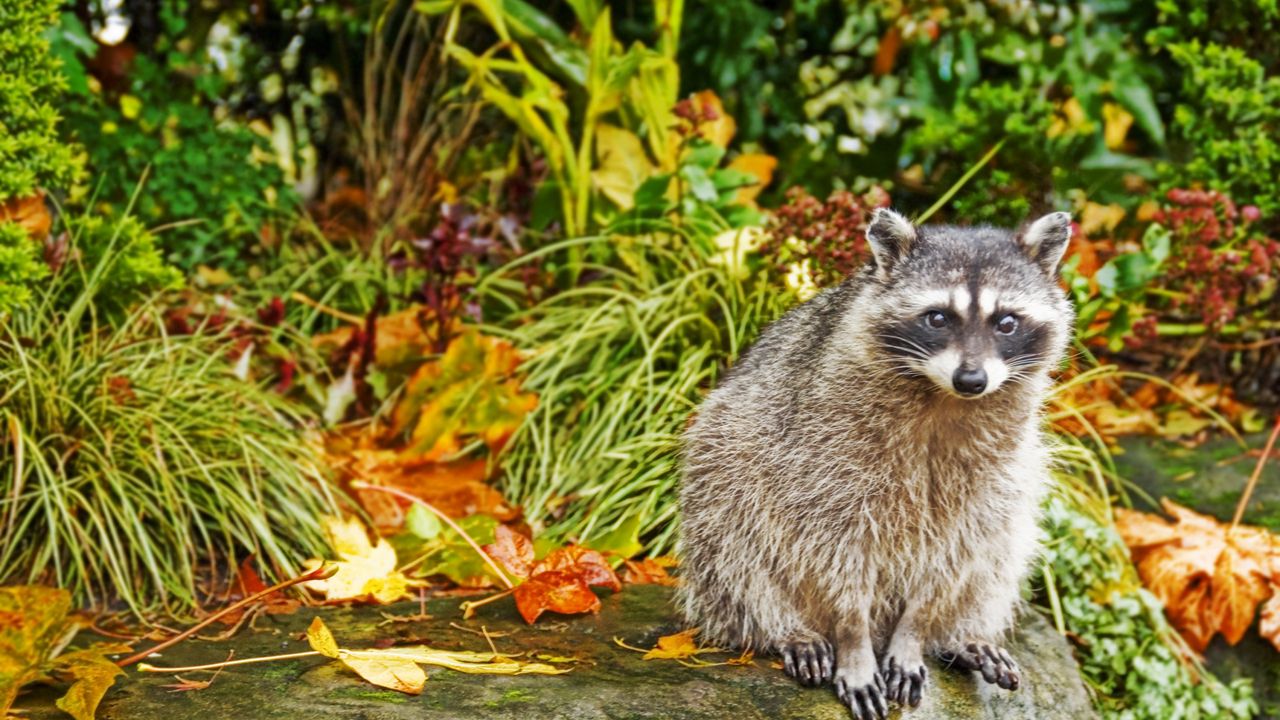 Wallpaper raccoon, grass, autumn, sit