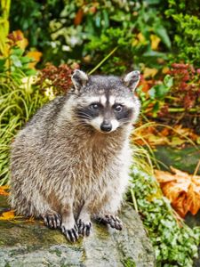 Preview wallpaper raccoon, grass, autumn, sit