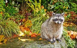 Preview wallpaper raccoon, grass, autumn, sit