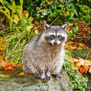 Preview wallpaper raccoon, grass, autumn, sit