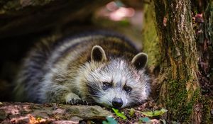 Preview wallpaper raccoon, grass, leaves, lie