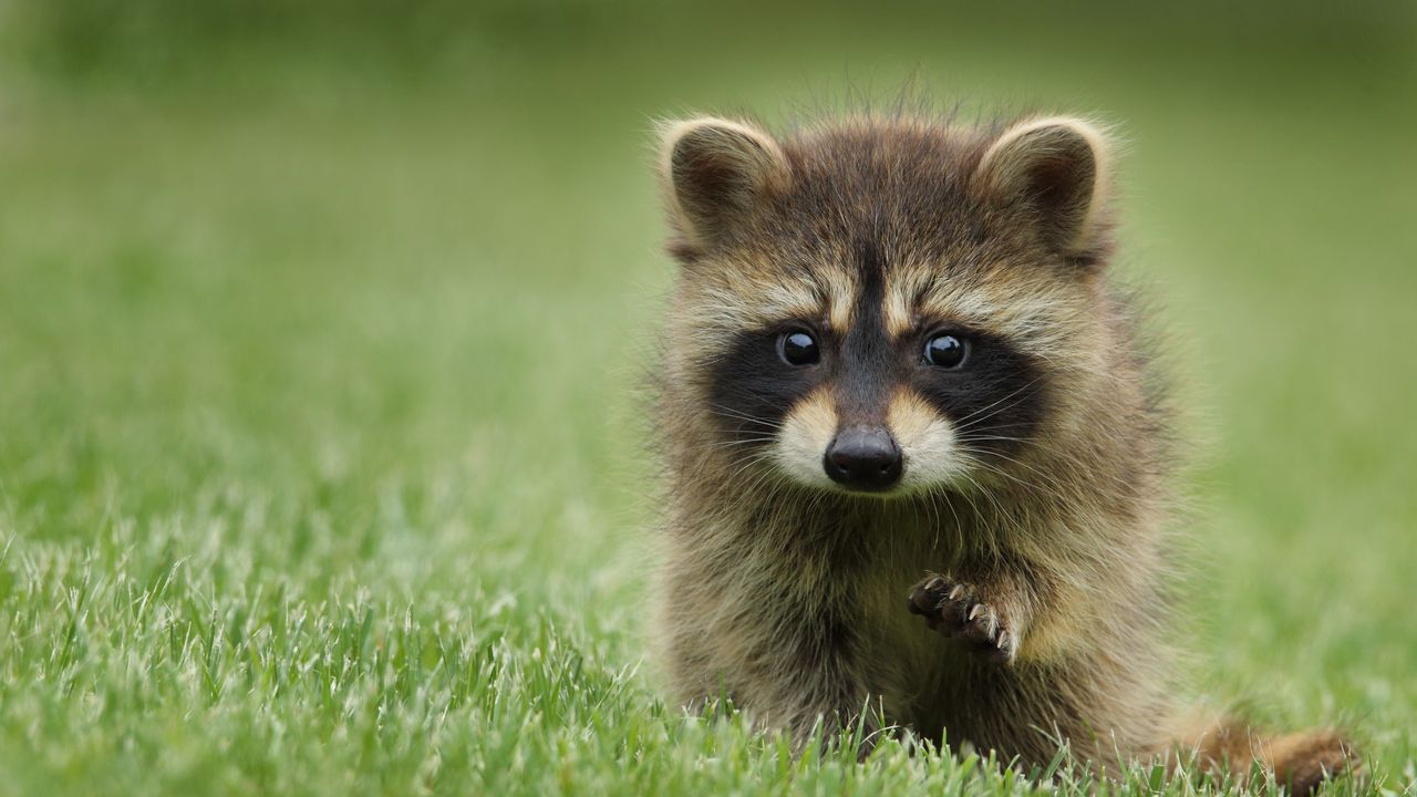 Wallpaper raccoon, grass, muzzle, animal, walk