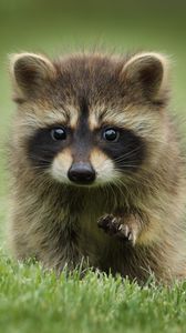 Preview wallpaper raccoon, grass, muzzle, animal, walk