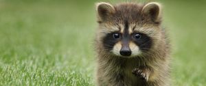 Preview wallpaper raccoon, grass, muzzle, animal, walk