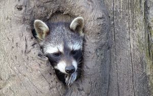 Preview wallpaper raccoon, hollow tree, face, striped