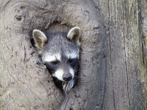 Preview wallpaper raccoon, hollow tree, face, striped