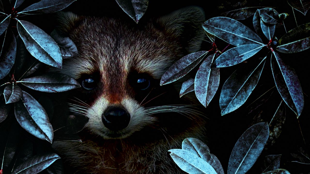 Wallpaper raccoon, leaves, disguise