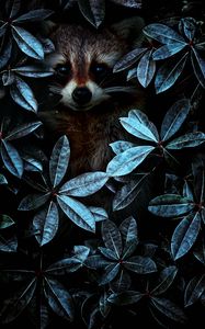 Preview wallpaper raccoon, leaves, disguise