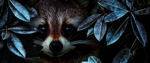 Preview wallpaper raccoon, leaves, disguise