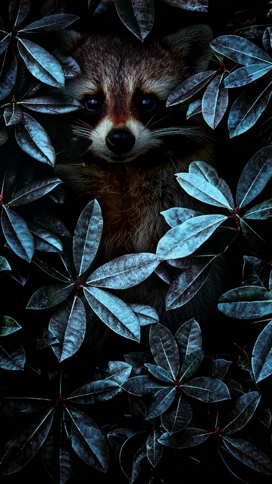 540x960 Wallpaper raccoon, leaves, disguise