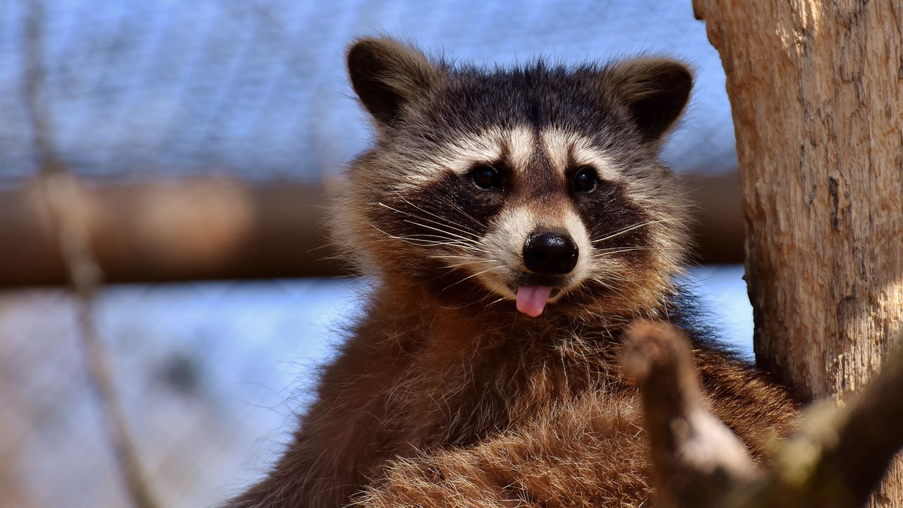Wallpaper raccoon, protruding tongue, muzzle