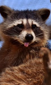 Preview wallpaper raccoon, protruding tongue, muzzle