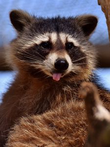 Preview wallpaper raccoon, protruding tongue, muzzle