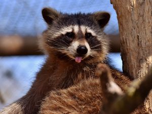 Preview wallpaper raccoon, protruding tongue, muzzle