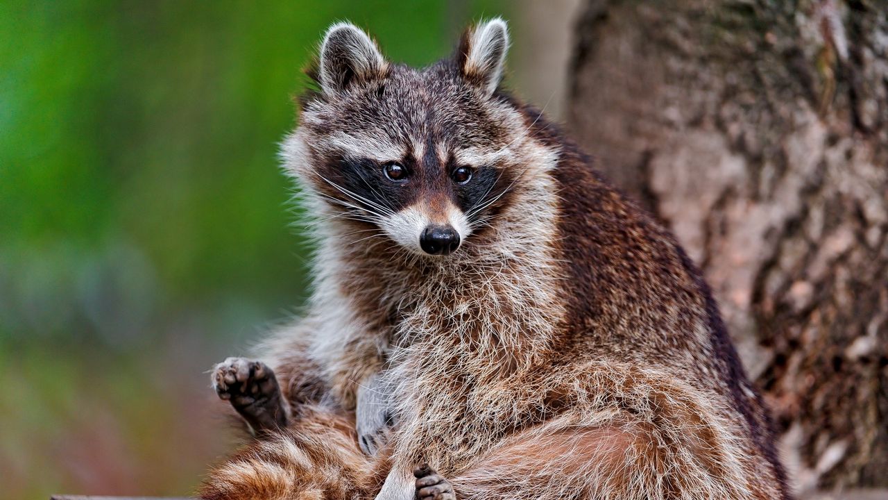Wallpaper raccoon, sitting, animal, furry