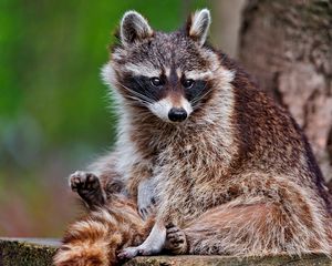 Preview wallpaper raccoon, sitting, animal, furry