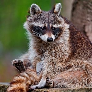 Preview wallpaper raccoon, sitting, animal, furry