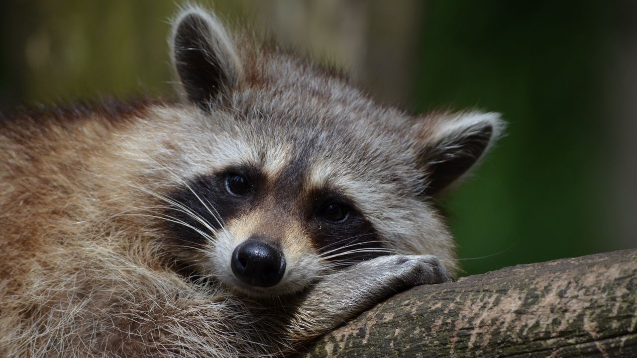 Wallpaper raccoon, snout, animal, lying