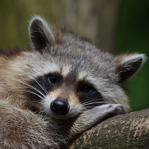 Preview wallpaper raccoon, snout, animal, lying