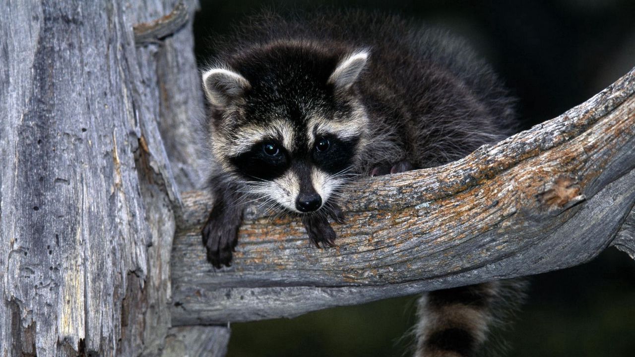 Wallpaper raccoon, striped, branch, sit