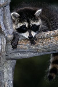Preview wallpaper raccoon, striped, branch, sit