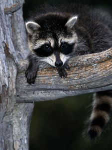 Preview wallpaper raccoon, striped, branch, sit