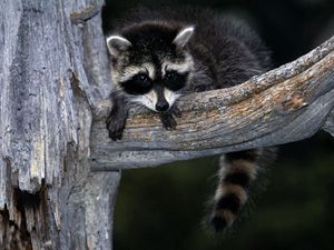 Preview wallpaper raccoon, striped, branch, sit