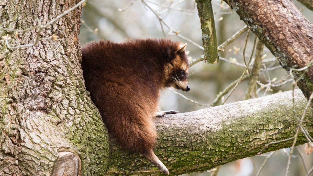 Wallpaper raccoon, tree, branch, thick