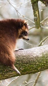Preview wallpaper raccoon, tree, branch, animal