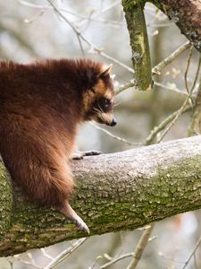 Preview wallpaper raccoon, tree, branch, animal