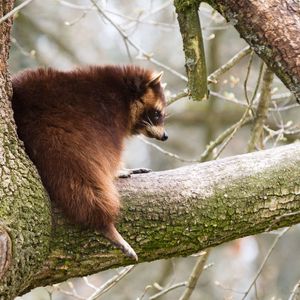 Preview wallpaper raccoon, tree, branch, animal