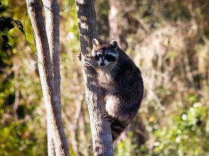 Preview wallpaper raccoon, tree, grass, sit