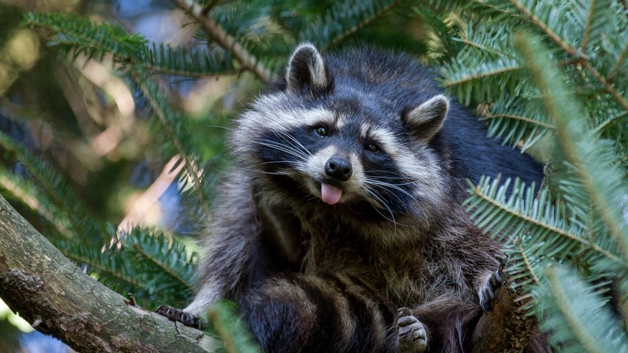 Wallpaper raccoon, tree, nature