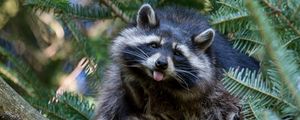 Preview wallpaper raccoon, tree, nature