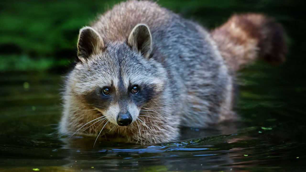 Wallpaper raccoon, water, walk, animal