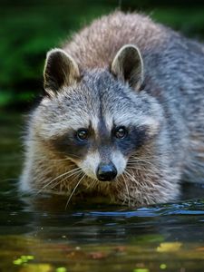 Preview wallpaper raccoon, water, walk, animal